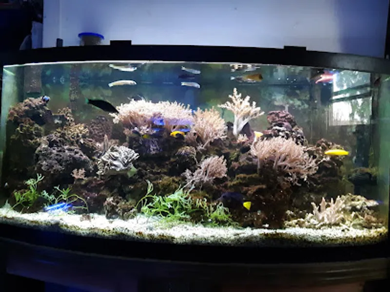 An Octopus Garden - Aquarium Store