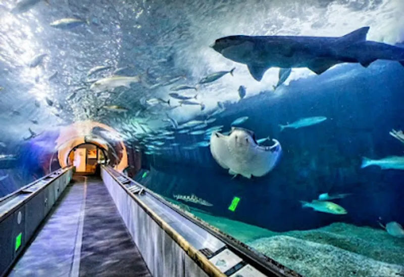 Aquarium of the Bay