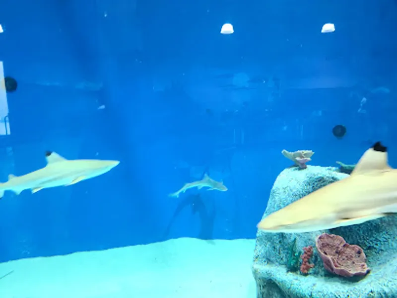 Blue Zoo Aquarium Baton Rouge