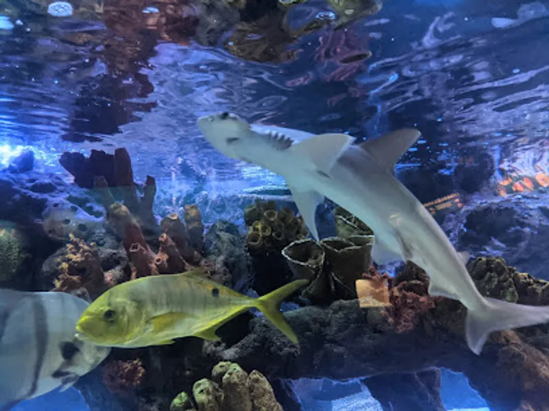 Children's Aquarium Dallas at Fair Park