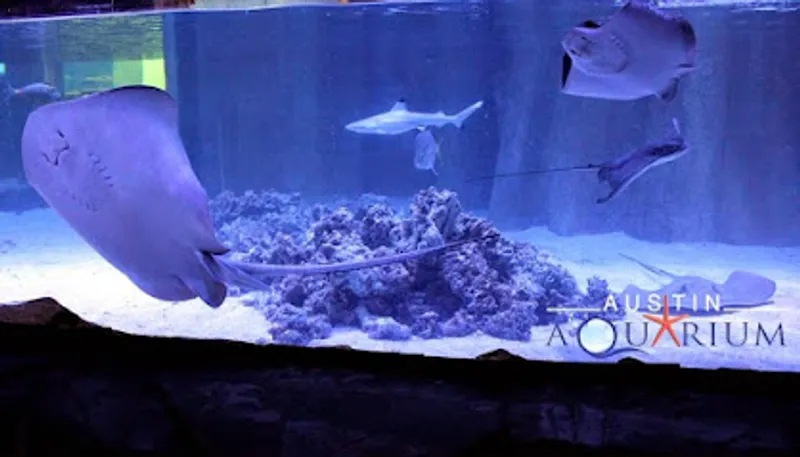 Austin Aquarium