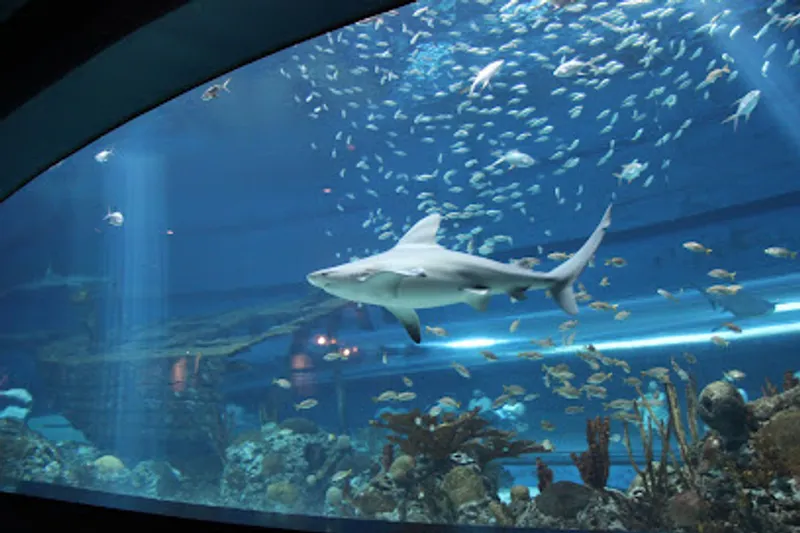 Texas State Aquarium