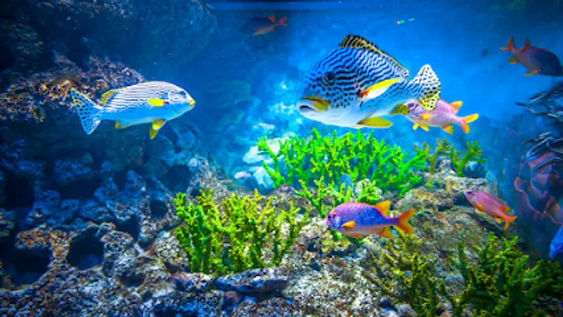 Fish Freaks