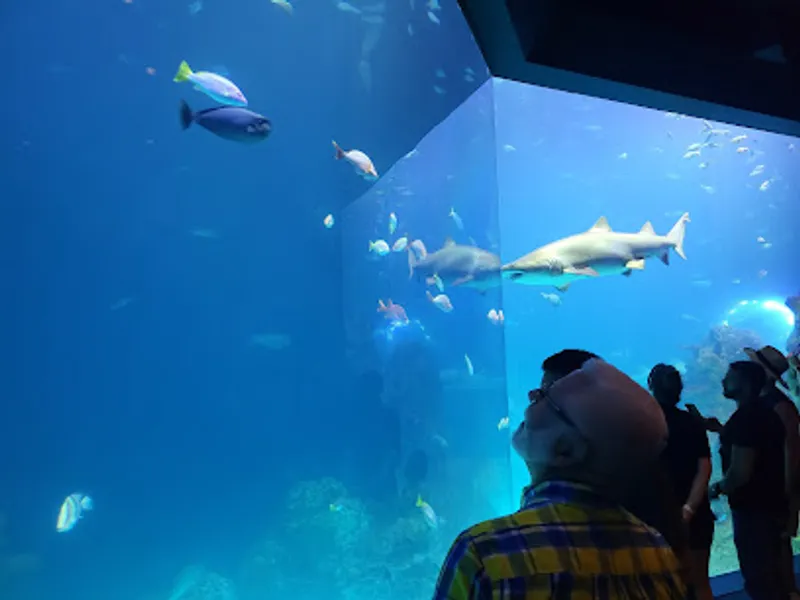 Sobela Ocean 🌊 Aquarium