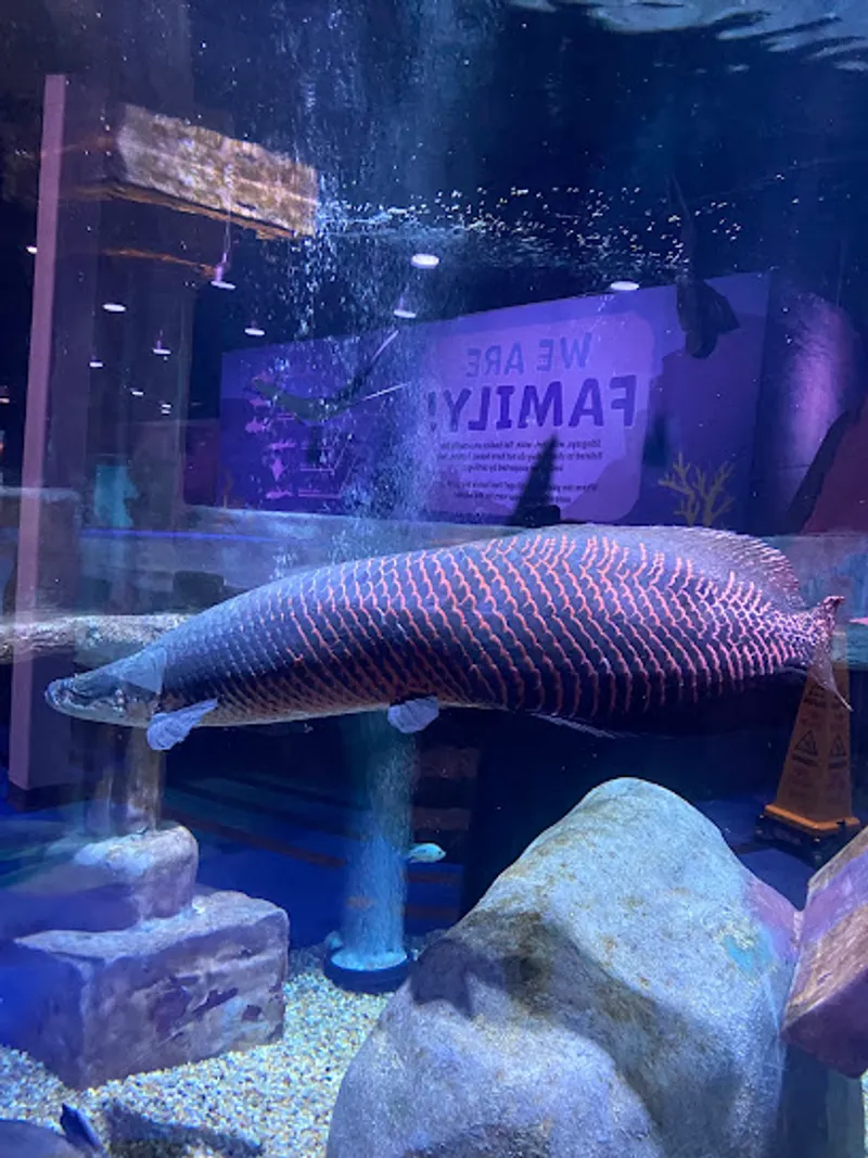 Blue Zoo Aquarium Rogers