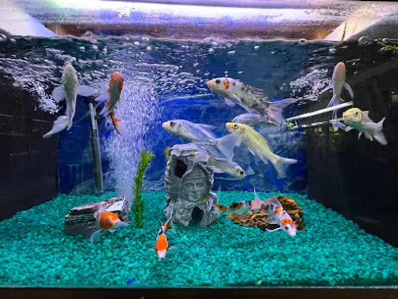 Elmer's Aquarium