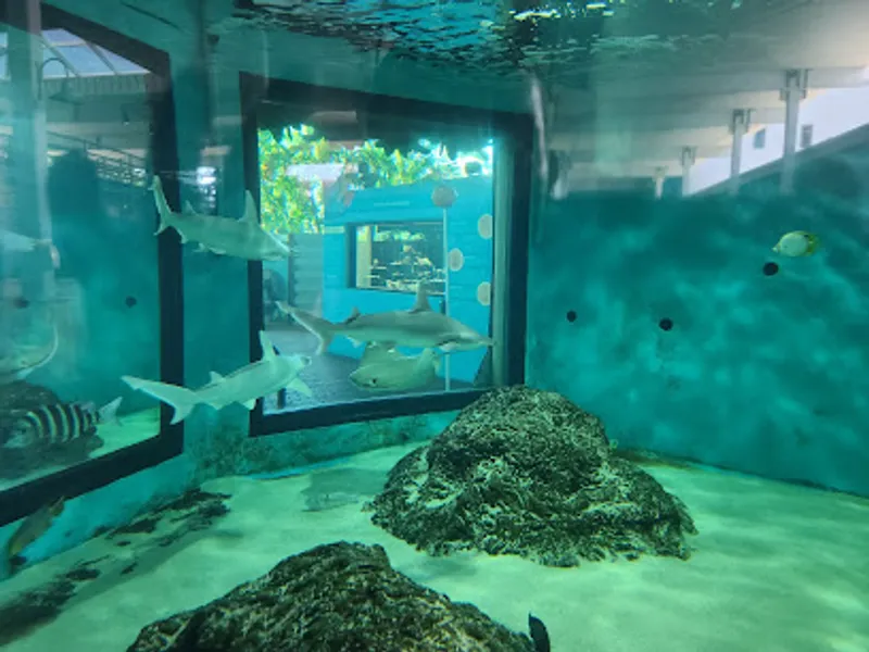 Mote Marine Laboratory & Aquarium