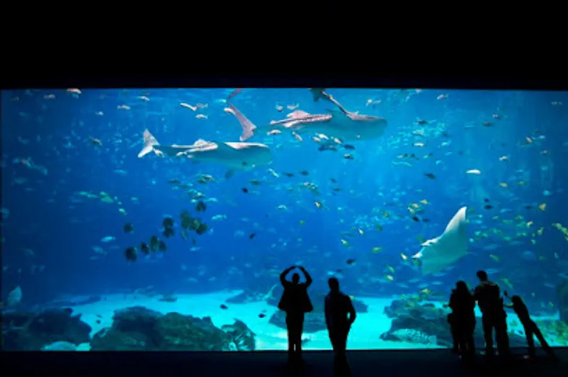 Georgia Aquarium