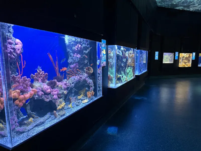 The Boyd Foundation Aquarium & Reptile Conservation Center
