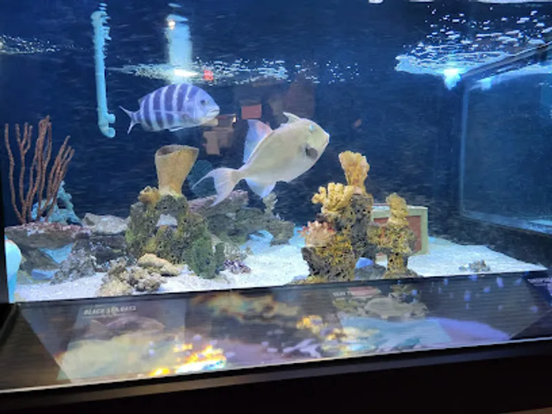 UGA Marine Education Center and Aquarium