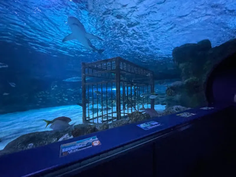 Ripley's Aquarium of Myrtle Beach
