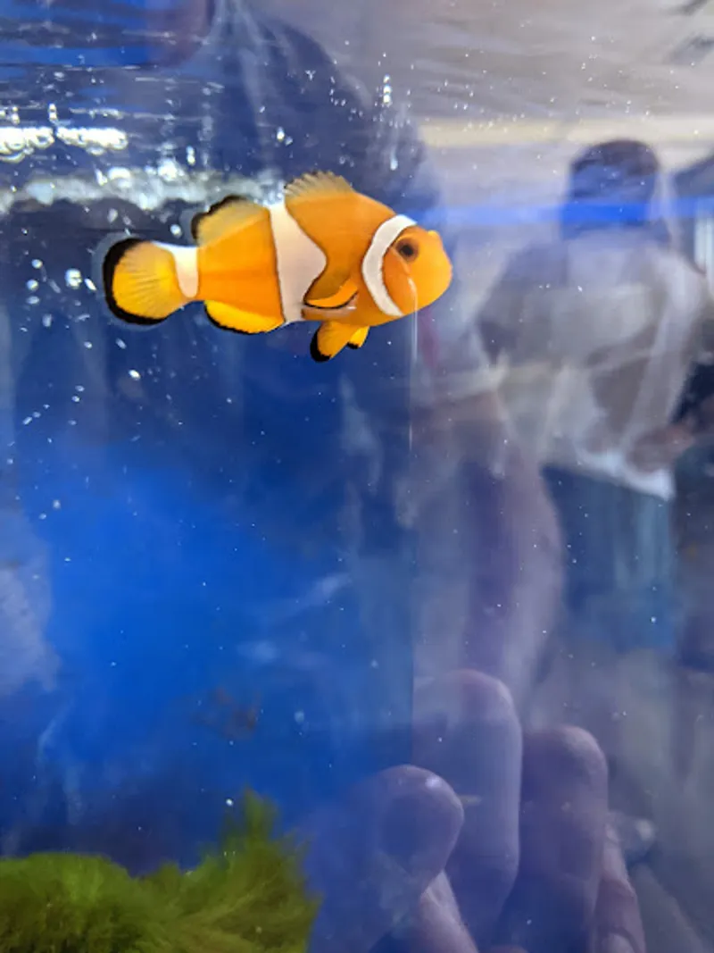 Topsail Aquarium