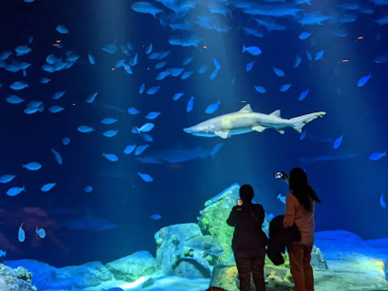 Ocean Wonders: Sharks!