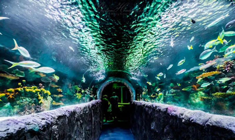VIA Aquarium