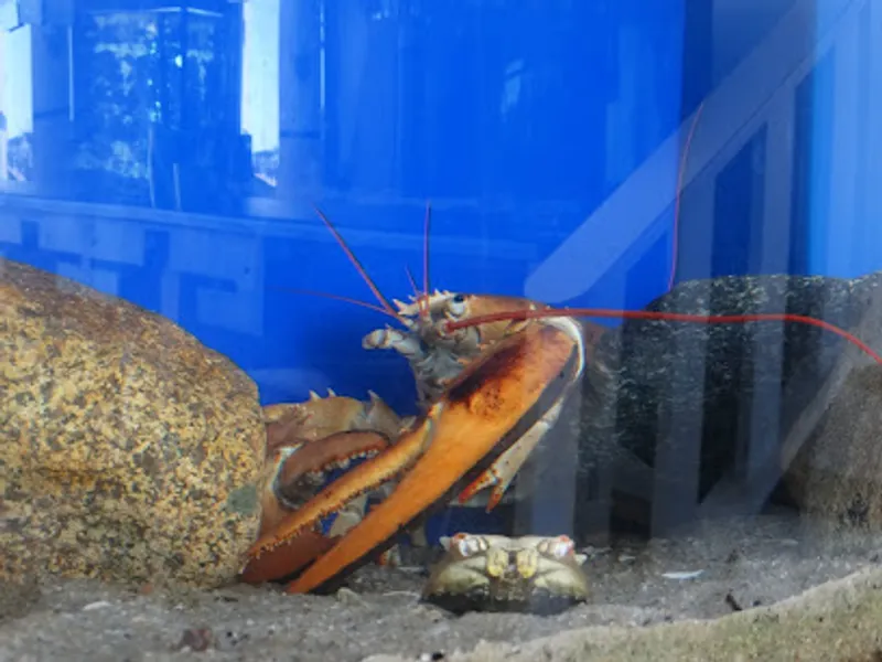 Maria Mitchell Aquarium & Sea Shop